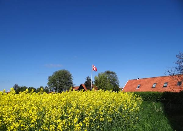 Blühendes Rapsfeld