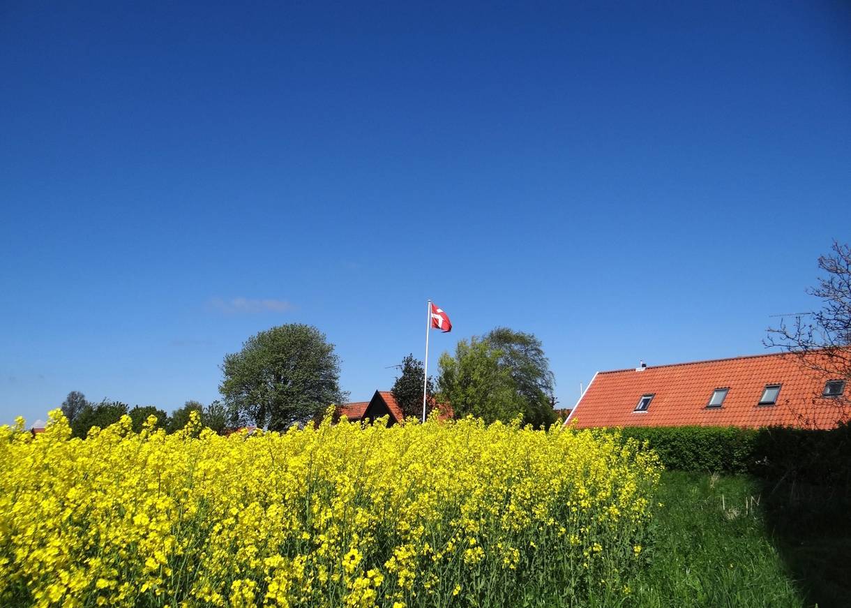 Blühendes Rapsfeld, dahinter ein Haus mit gehisstem Dannebrog