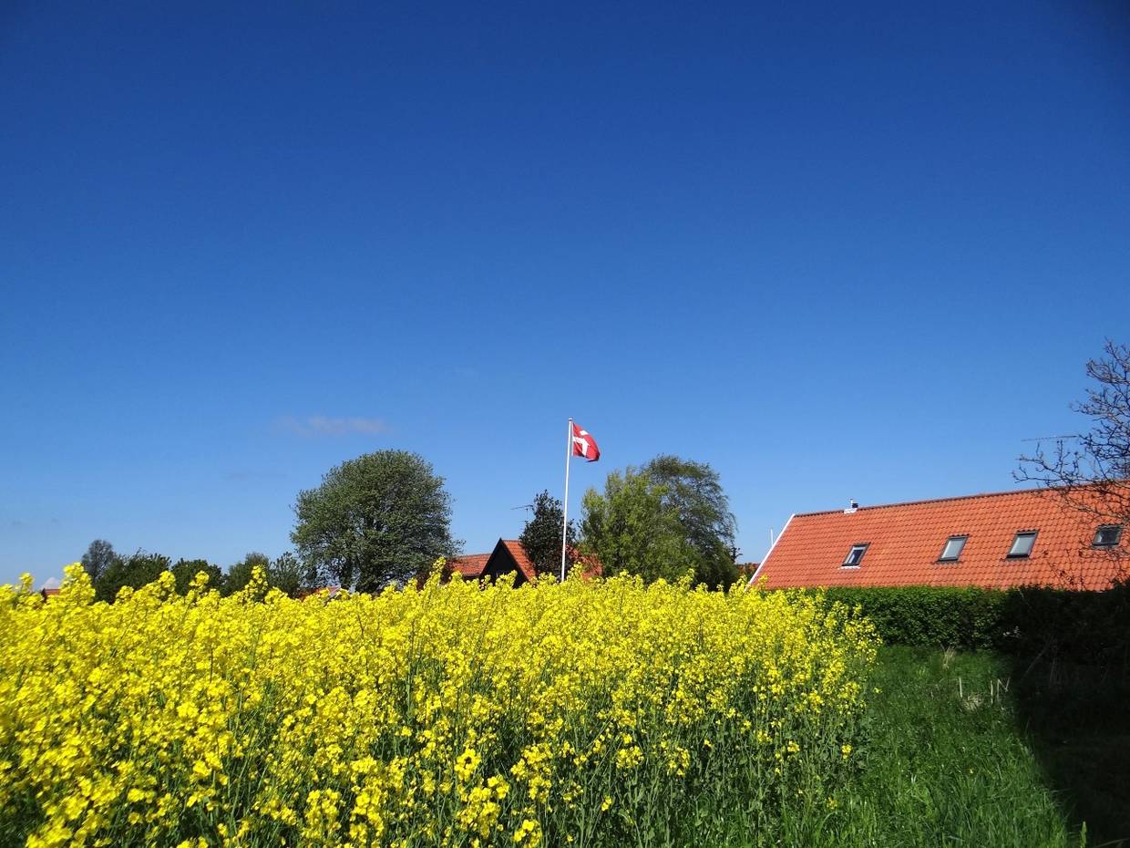 Blühendes Rapsfeld, dahinter ein Haus mit gehisstem Dannebrog