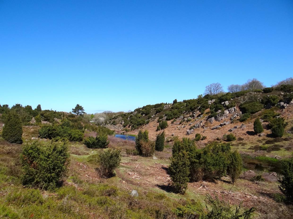 Ein Tal mit einem kleinen See, umgeben von Heide und Wacholderbüschen