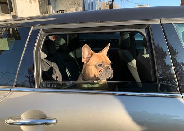Hund im Auto