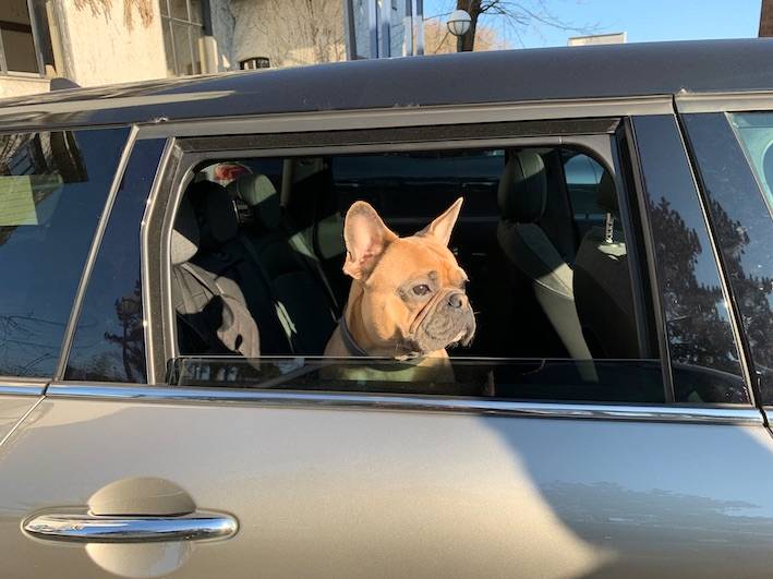 Hund im Auto