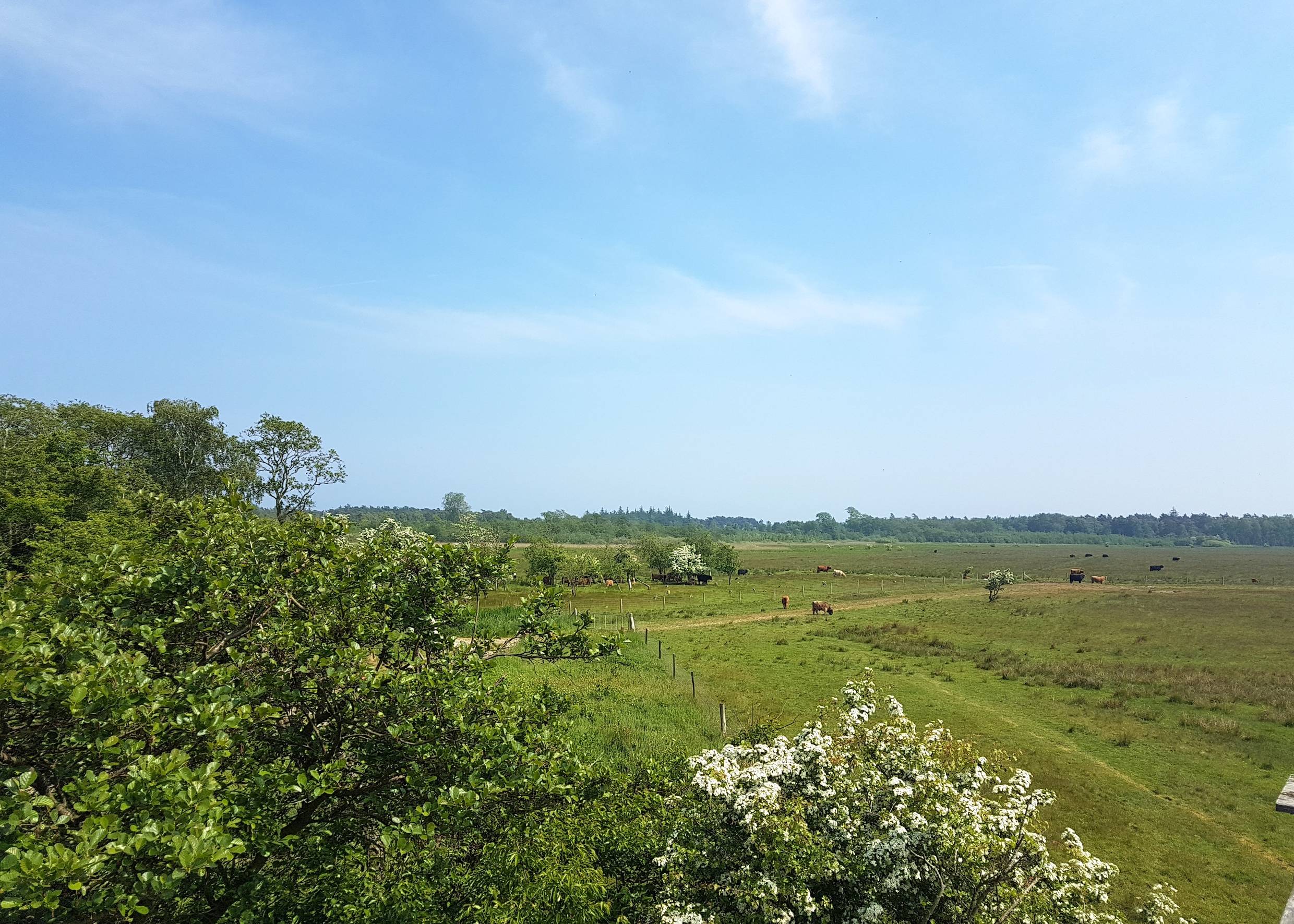 Blick über eine grüne Weide mit vielen Rindern, im Hintergrund Wald