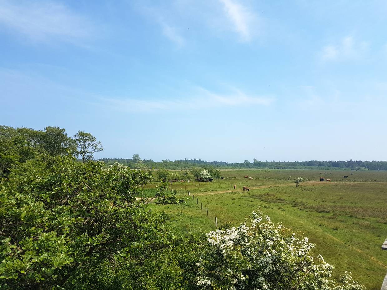 Blick über eine grüne Weide mit vielen Rindern, im Hintergrund Wald
