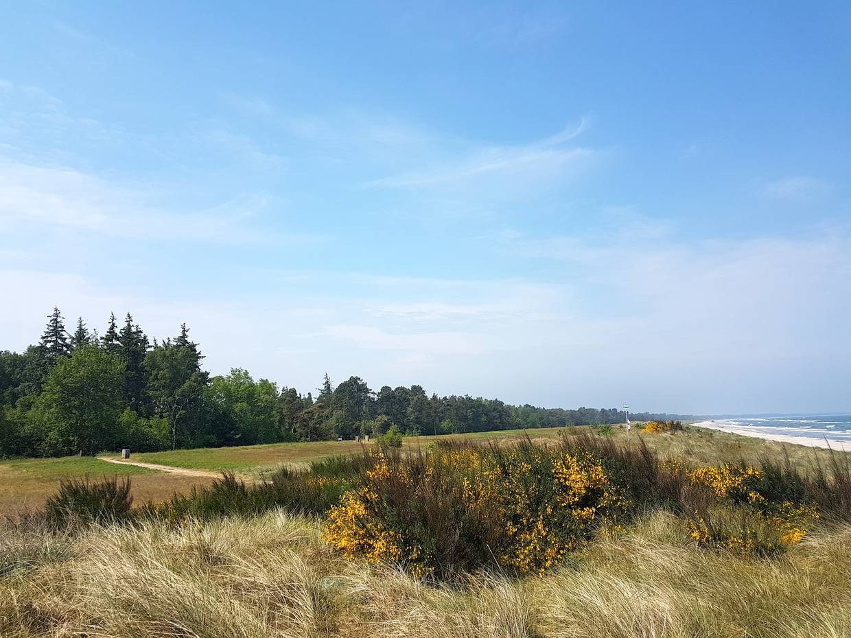 Grüne Strandwiesen mit blühendem Ginster
