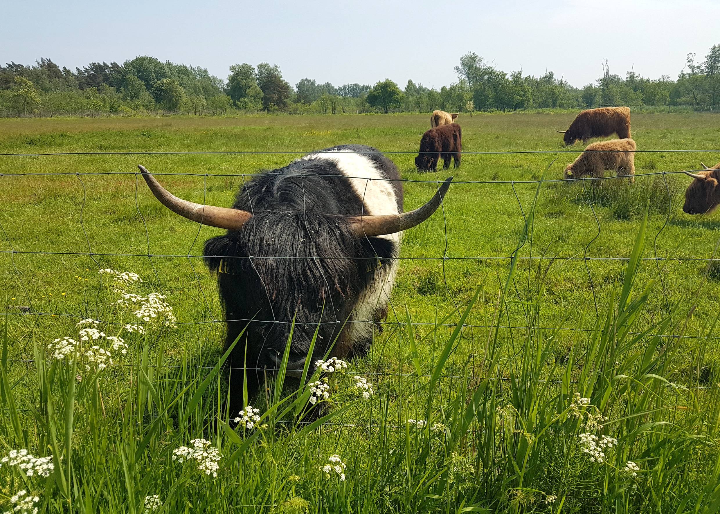 Schottische Hochlandrinder und viele Kälber  auf einer Weide