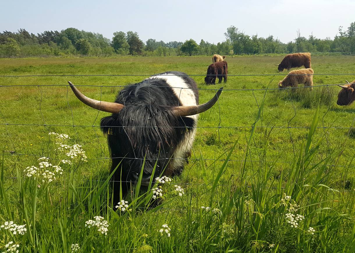 Schottische Hochlandrinder und viele Kälber  auf einer Weide