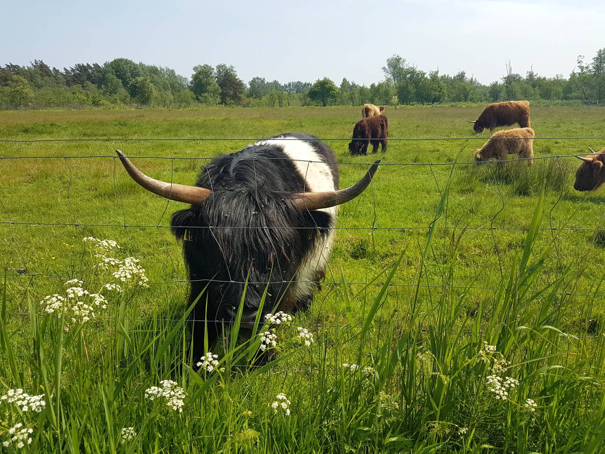 Schottische Hochlandrinder und viele Kälber  auf einer Weide