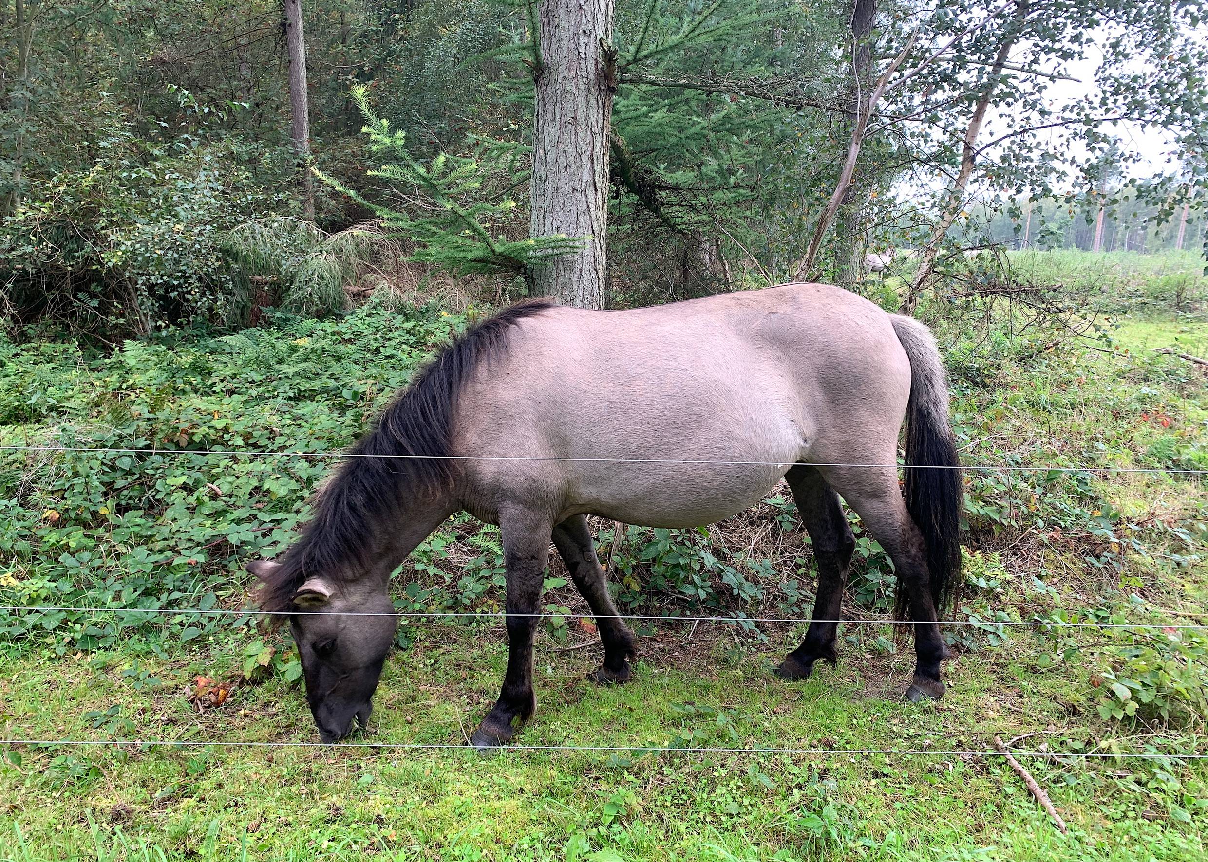 Wildpferd am Waldrand