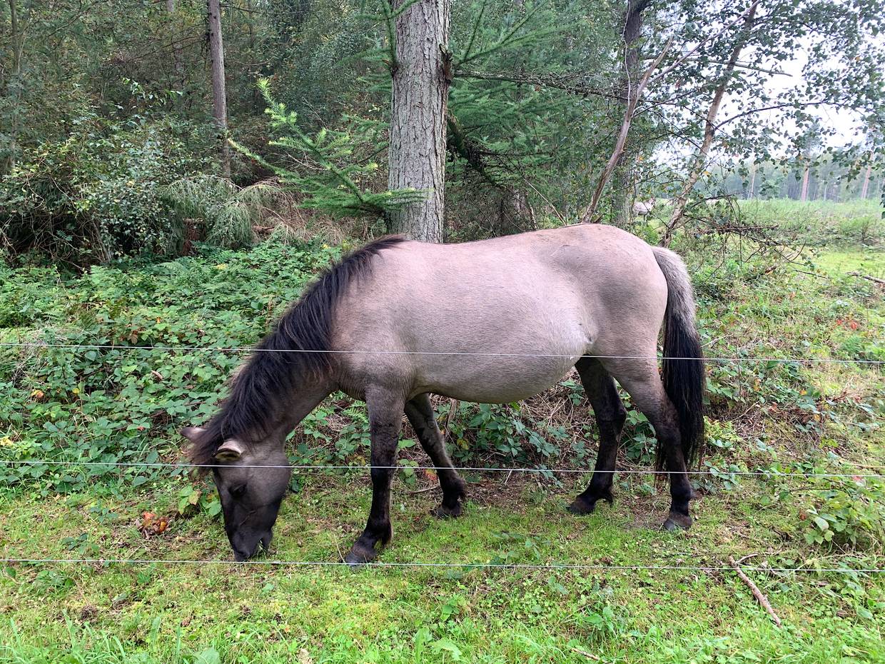 Wildpferd am Waldrand