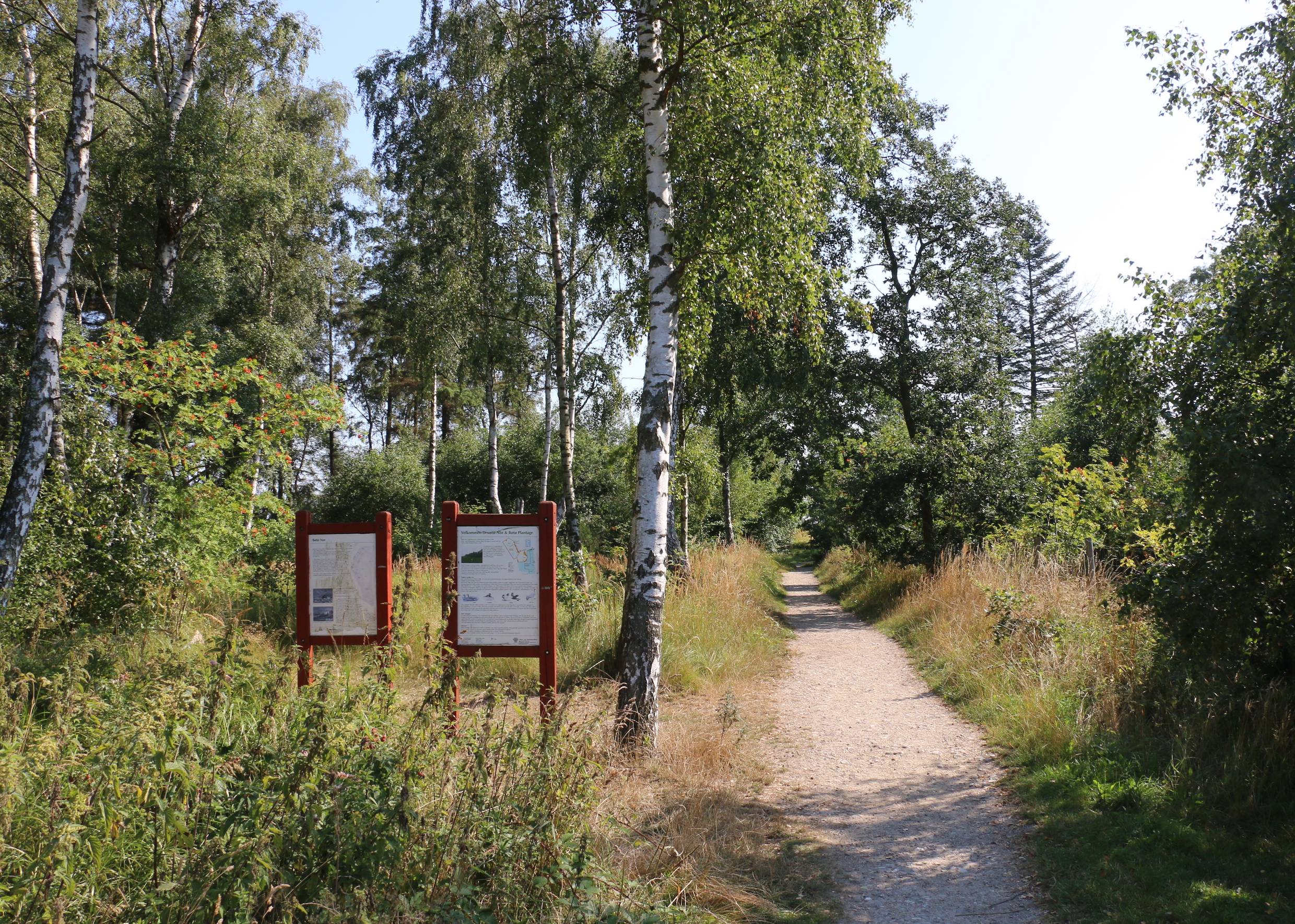 Wanderweg in der Bøtø Plantage