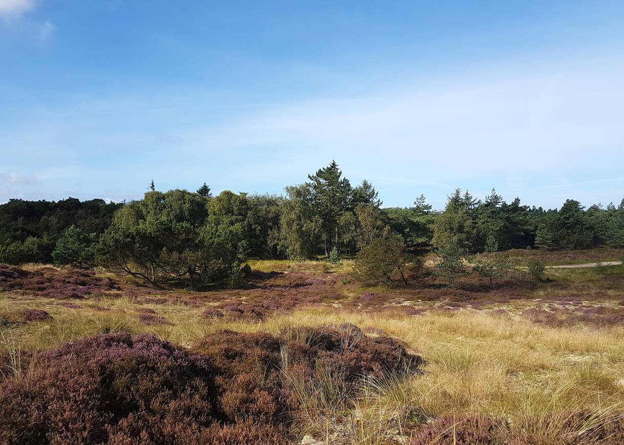 Blühende Heide auf einer Lichtung zwischen flachen Kiefern