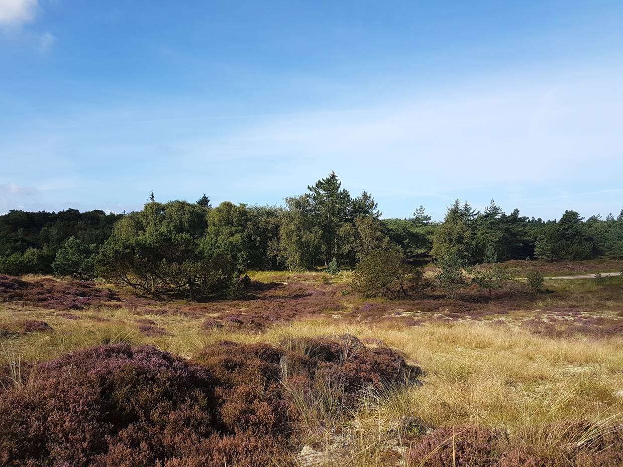 Blühende Heide auf einer Lichtung zwischen flachen Kiefern