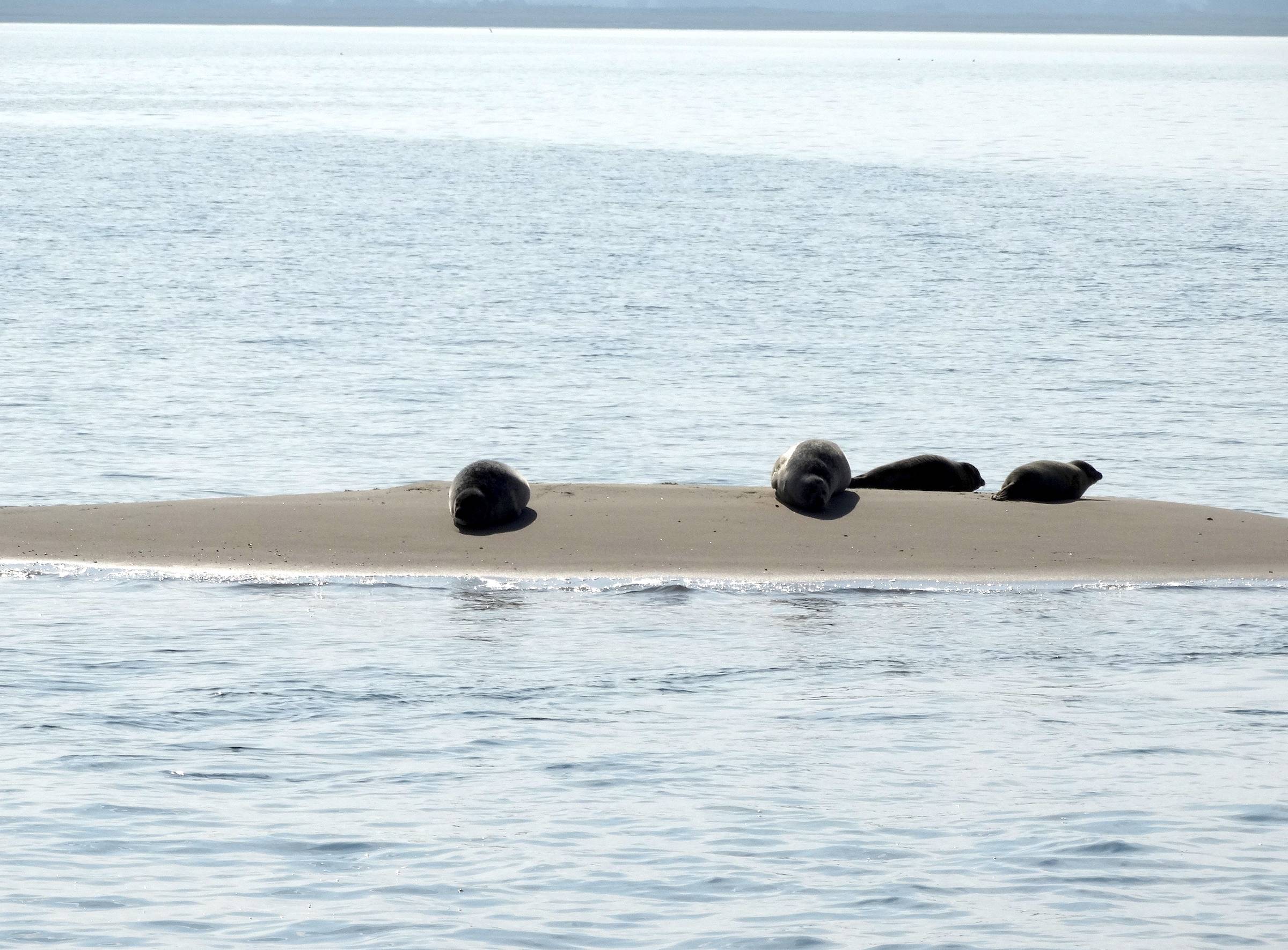 Seehunde auf einer Sandbank