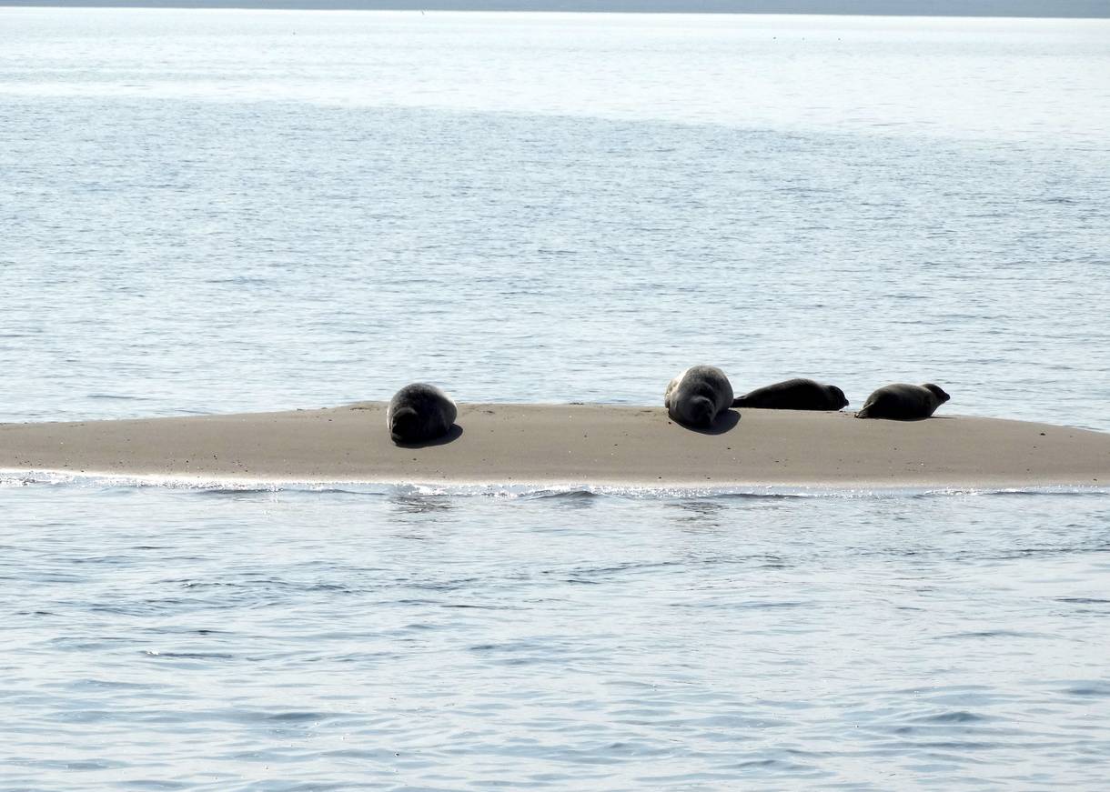 Seehunde auf einer Sandbank