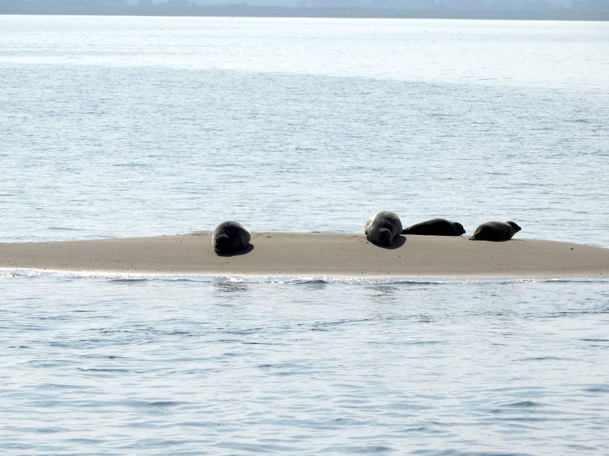 Seehunde auf einer Sandbank
