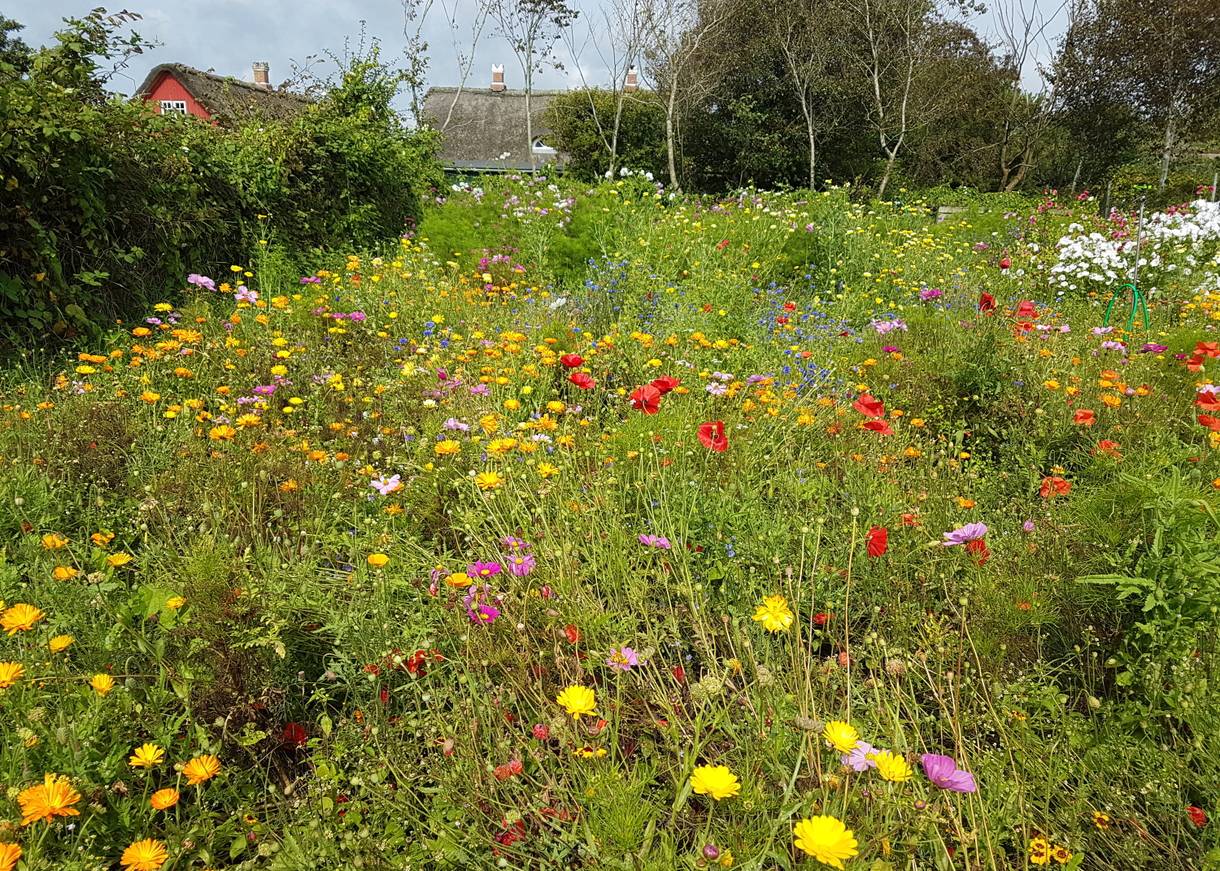 Bunte blühende Wiese