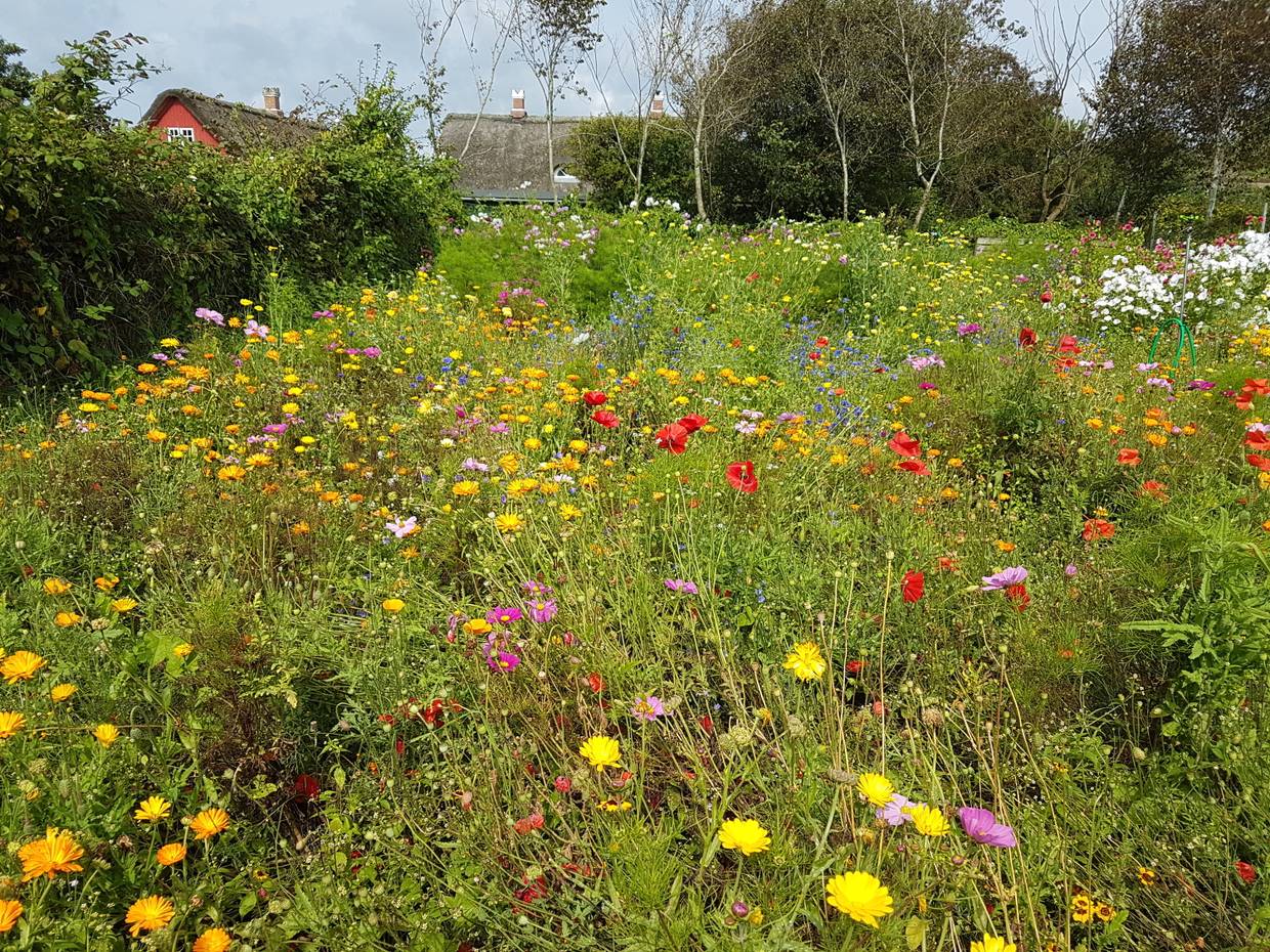 Bunte blühende Wiese