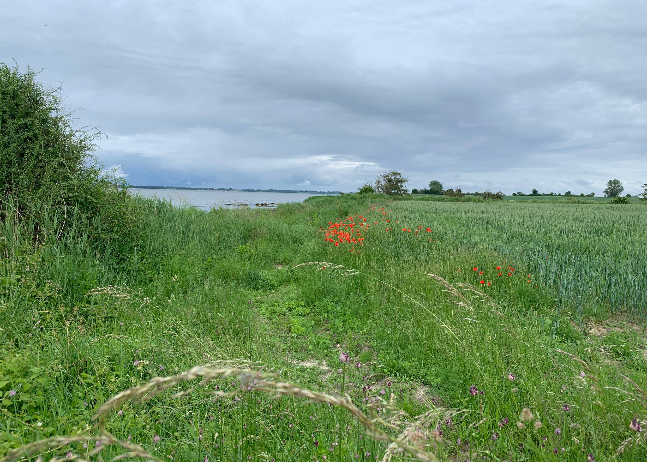Aussicht auf das Wasser von einer Wiese