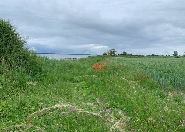 Aussicht auf das Wasser von einer Wiese