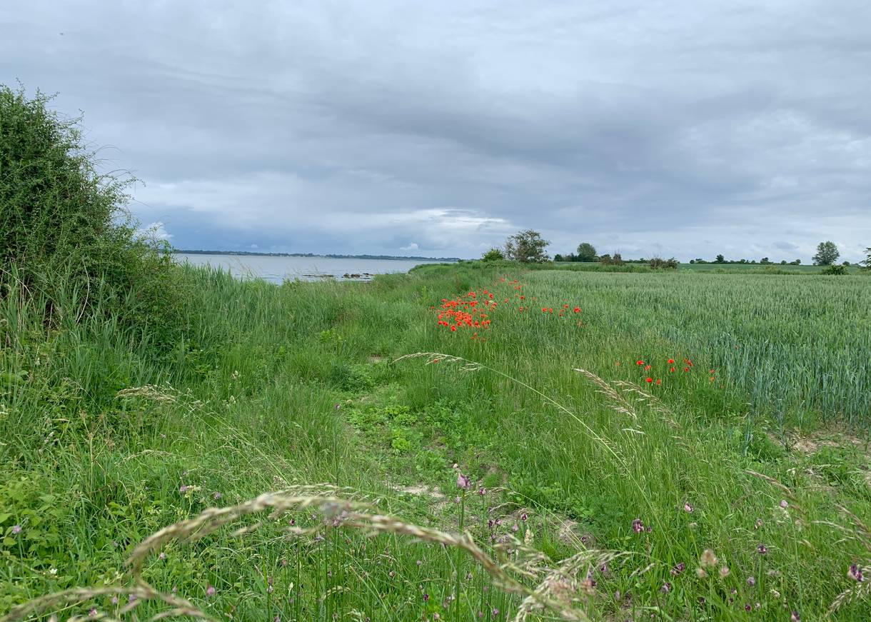 Aussicht auf das Wasser von einer Wiese