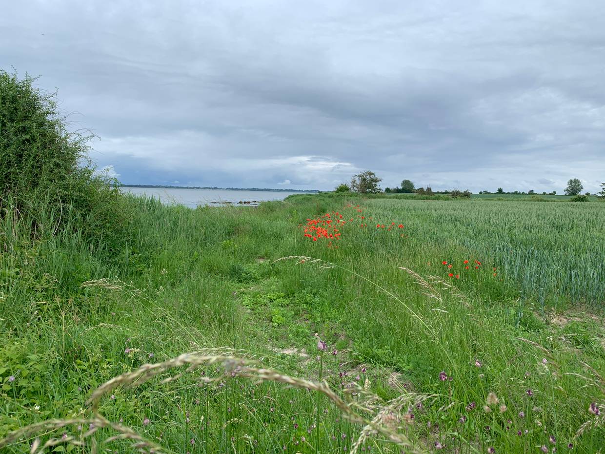 Aussicht auf das Wasser von einer Wiese