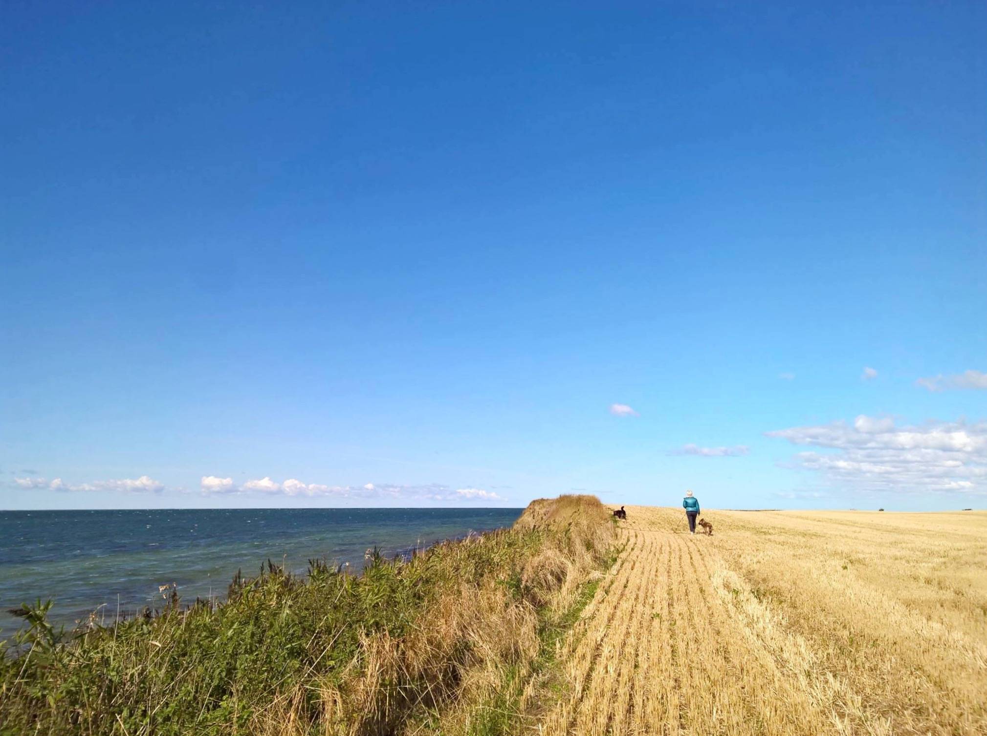 Gelbe Stoppelfelder mit Spaziergänger am Meer