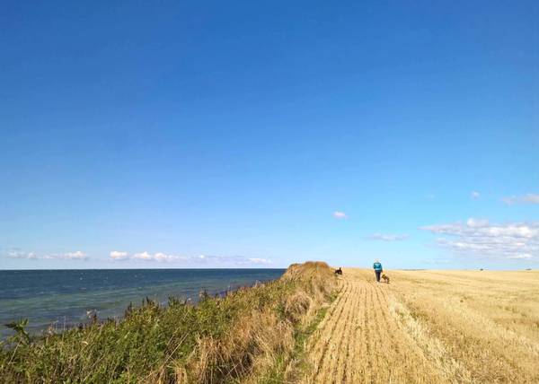 Gelbe Stoppelfelder mit Spaziergänger am Meer