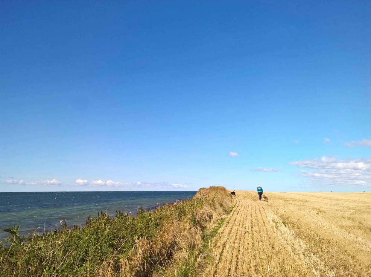 Gelbe Stoppelfelder mit Spaziergänger am Meer