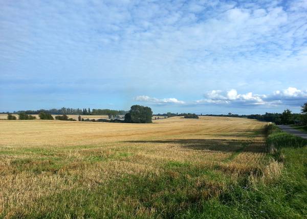 Blick über ein reifes Kornfeld mit Büschen, darüber kleine Wolken am Himmel