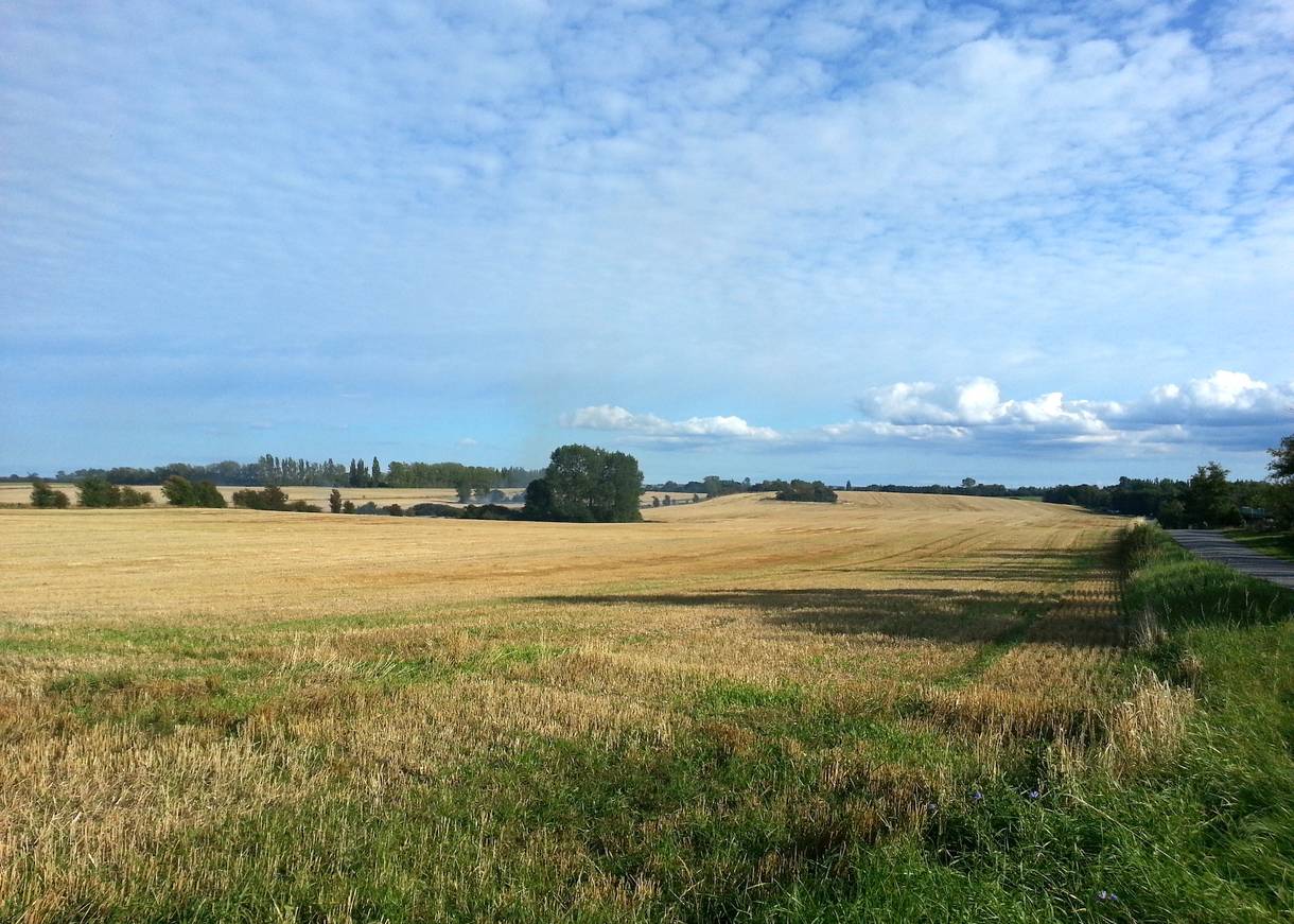 Herbstliches Kornfeld, im Hintergrund Bäume und blauer Himmel