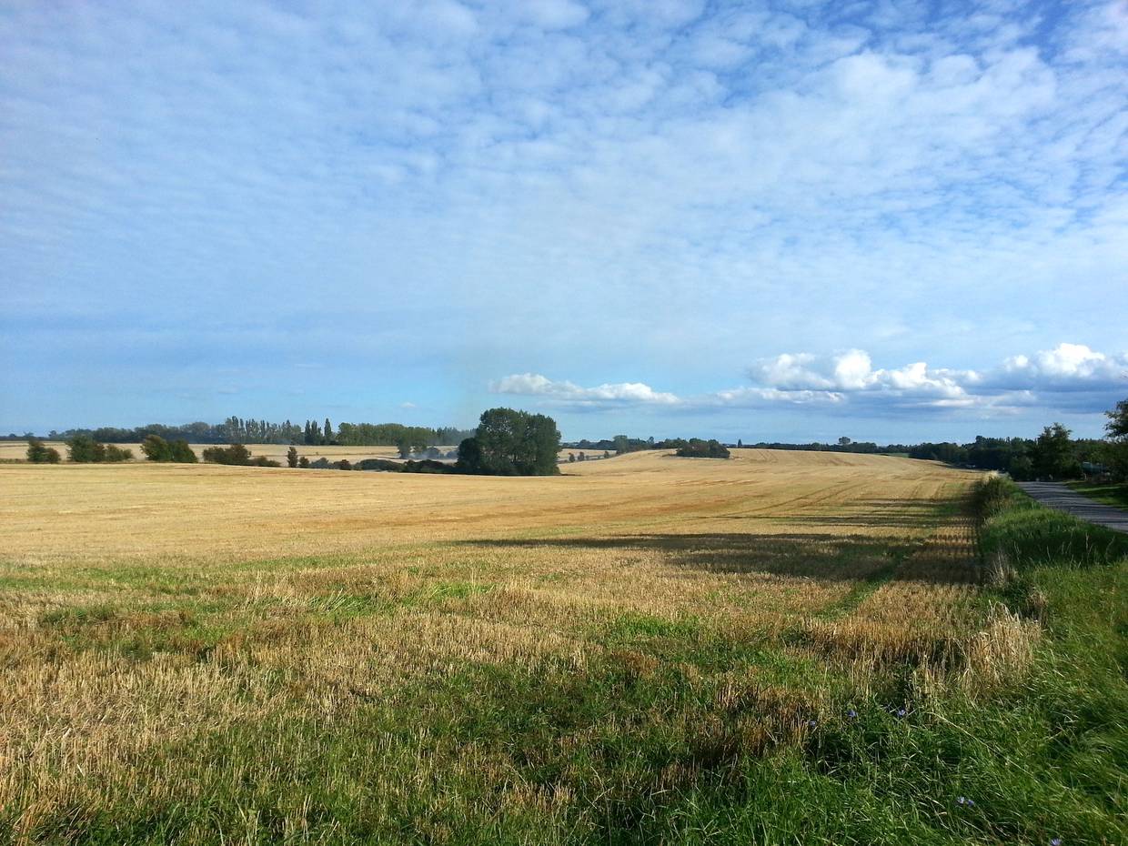 Herbstliches Kornfeld, im Hintergrund Bäume und blauer Himmel