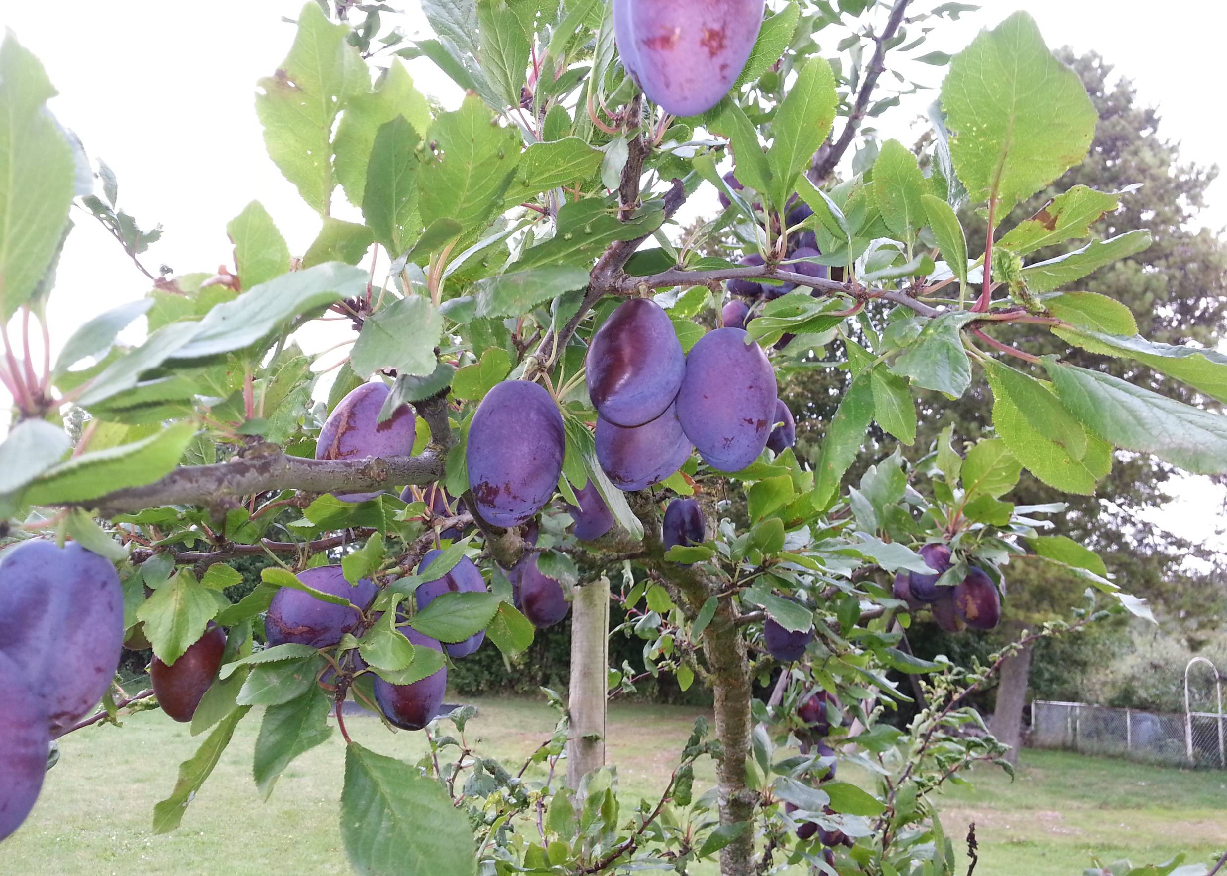 Zweig mit vielen lila Pflaumen in einem Garten