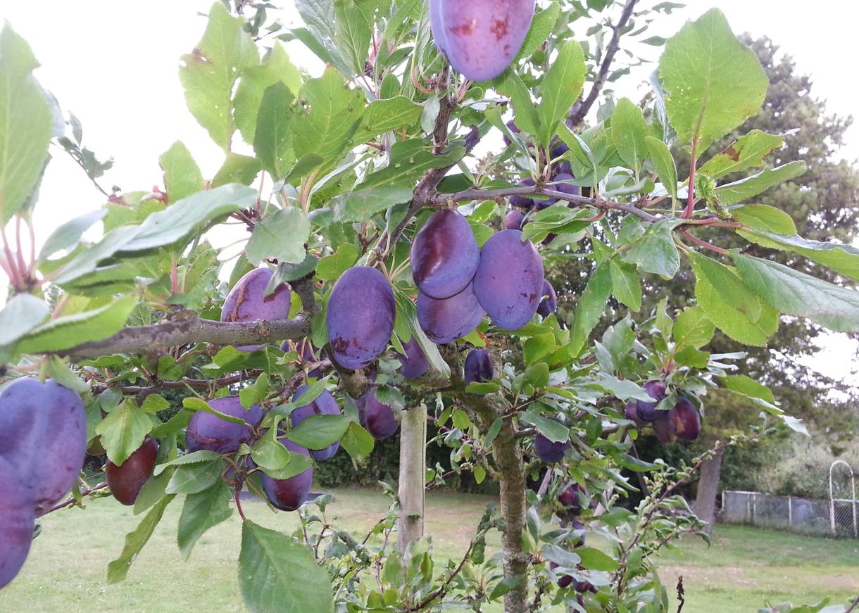 Zweig mit vielen lila Pflaumen in einem Garten