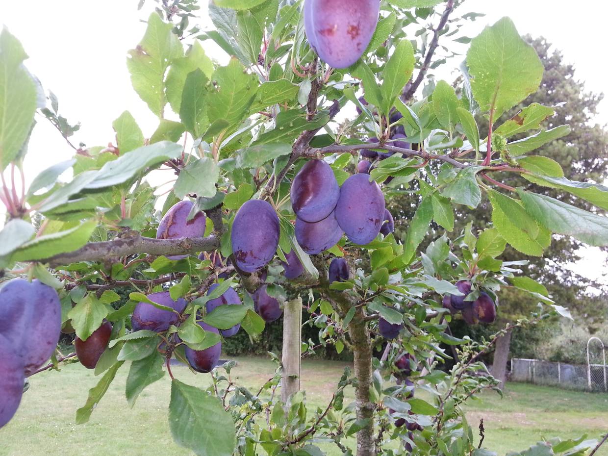 Zweig mit vielen lila Pflaumen in einem Garten