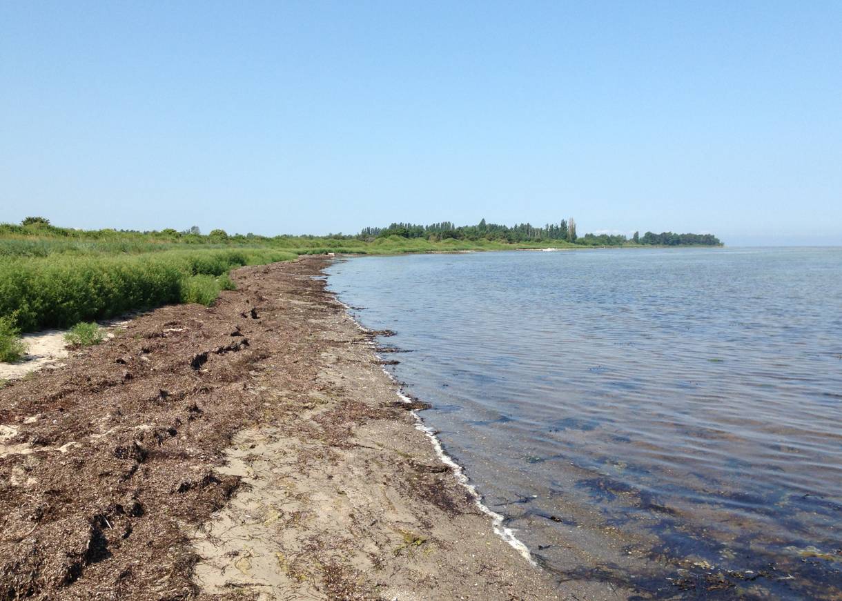 Kleiner Strandabschnitt mit viel Seegras, dahinter grüne Wiese