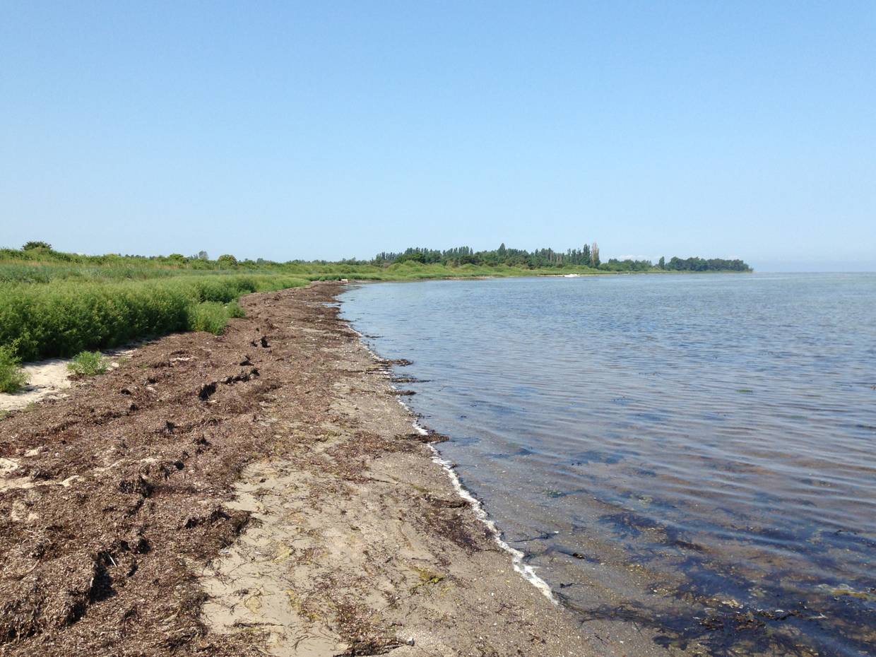 Kleiner Strandabschnitt mit viel Seegras, dahinter grüne Wiese