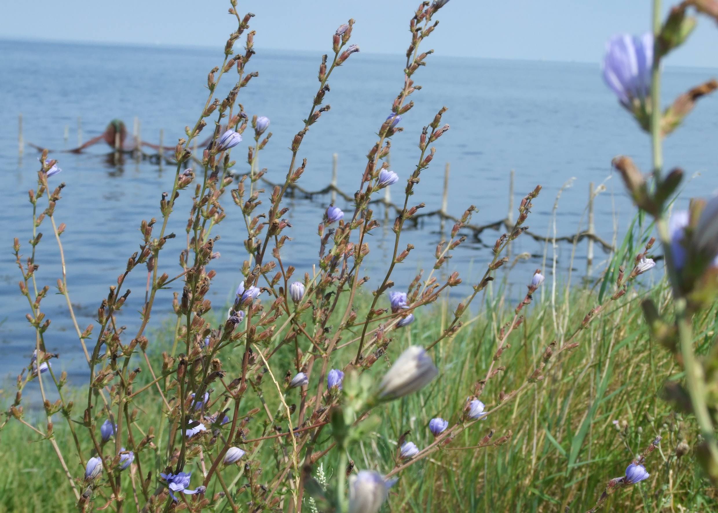 Blick durch blühende Ziccorie auf eine Reuse in der Ostsee