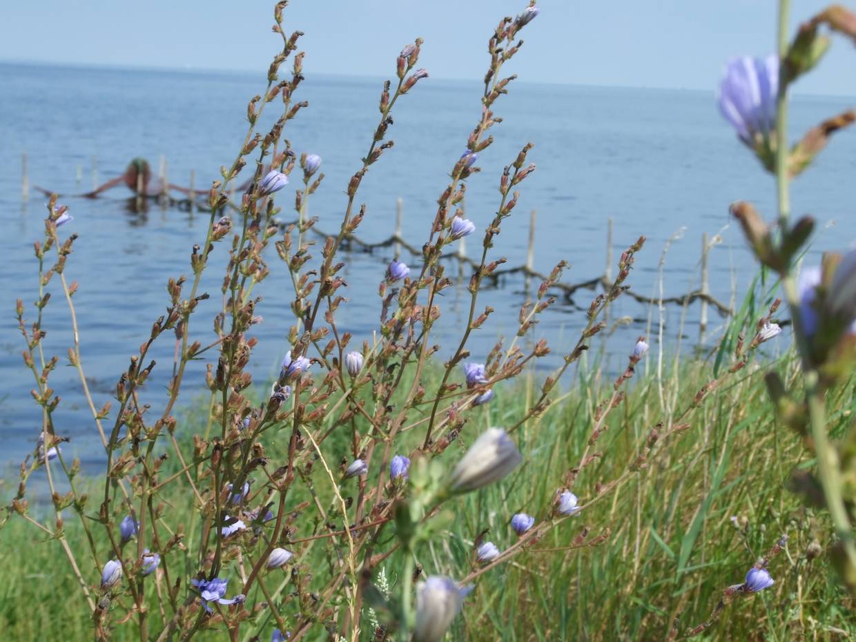 Blick durch blühende Ziccorie auf eine Reuse in der Ostsee