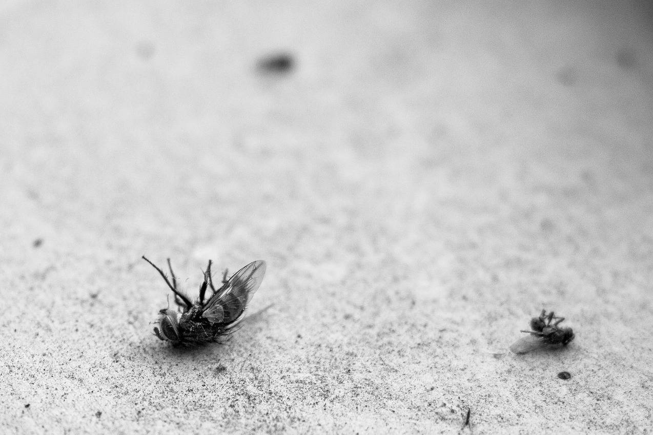 Zwei tote Fliegen auf grauem Grund