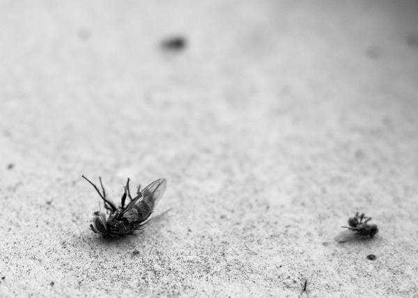 Zwei tote Fliegen auf grauem Grund