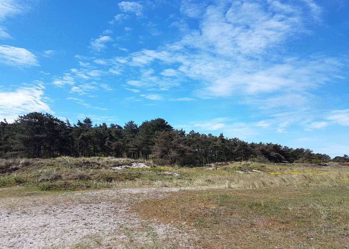 Flache Dünen vor einem Kiefernwald