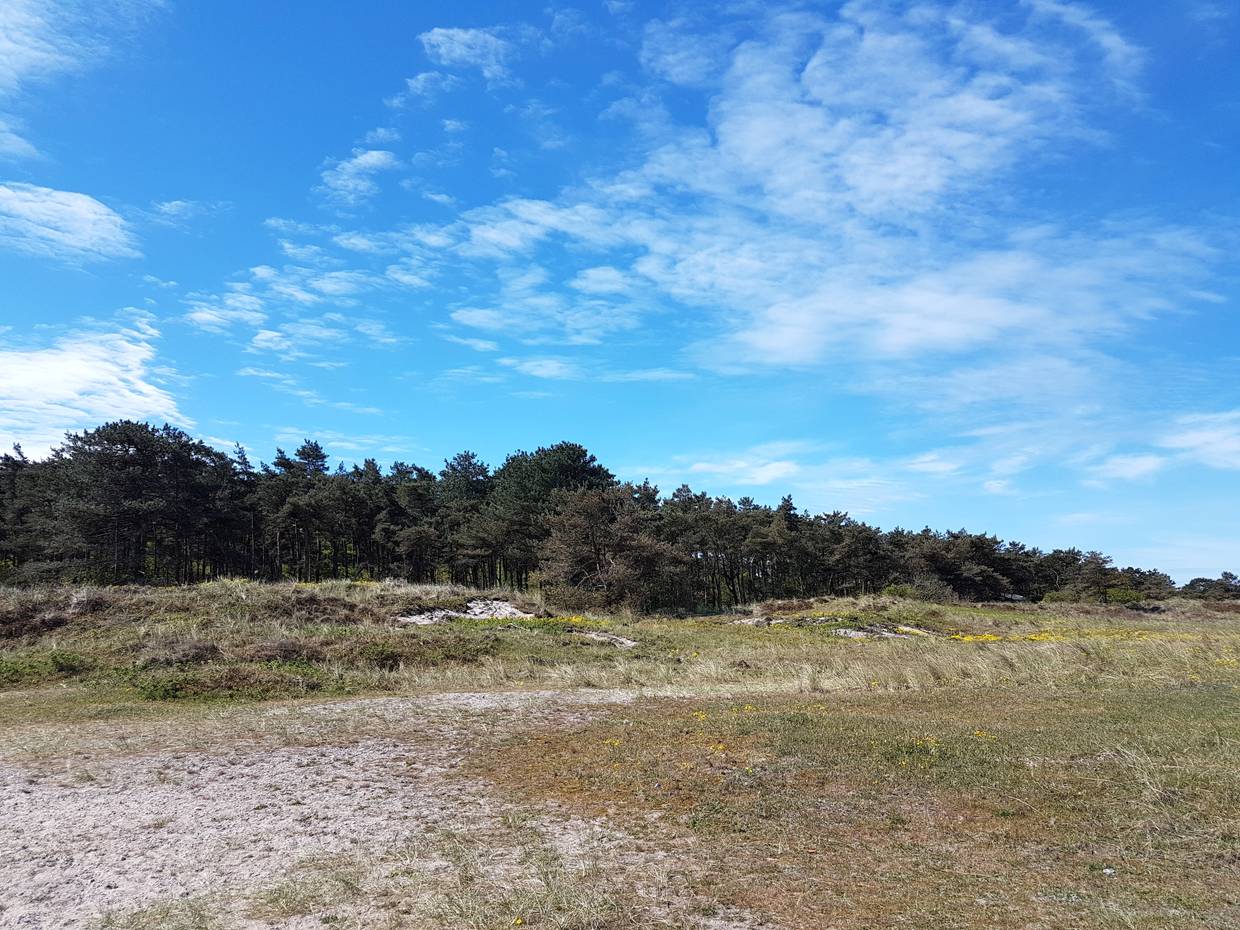 Flache Dünen vor einem Kiefernwald