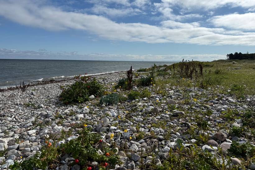 Foto von Flyvesandet Strand 