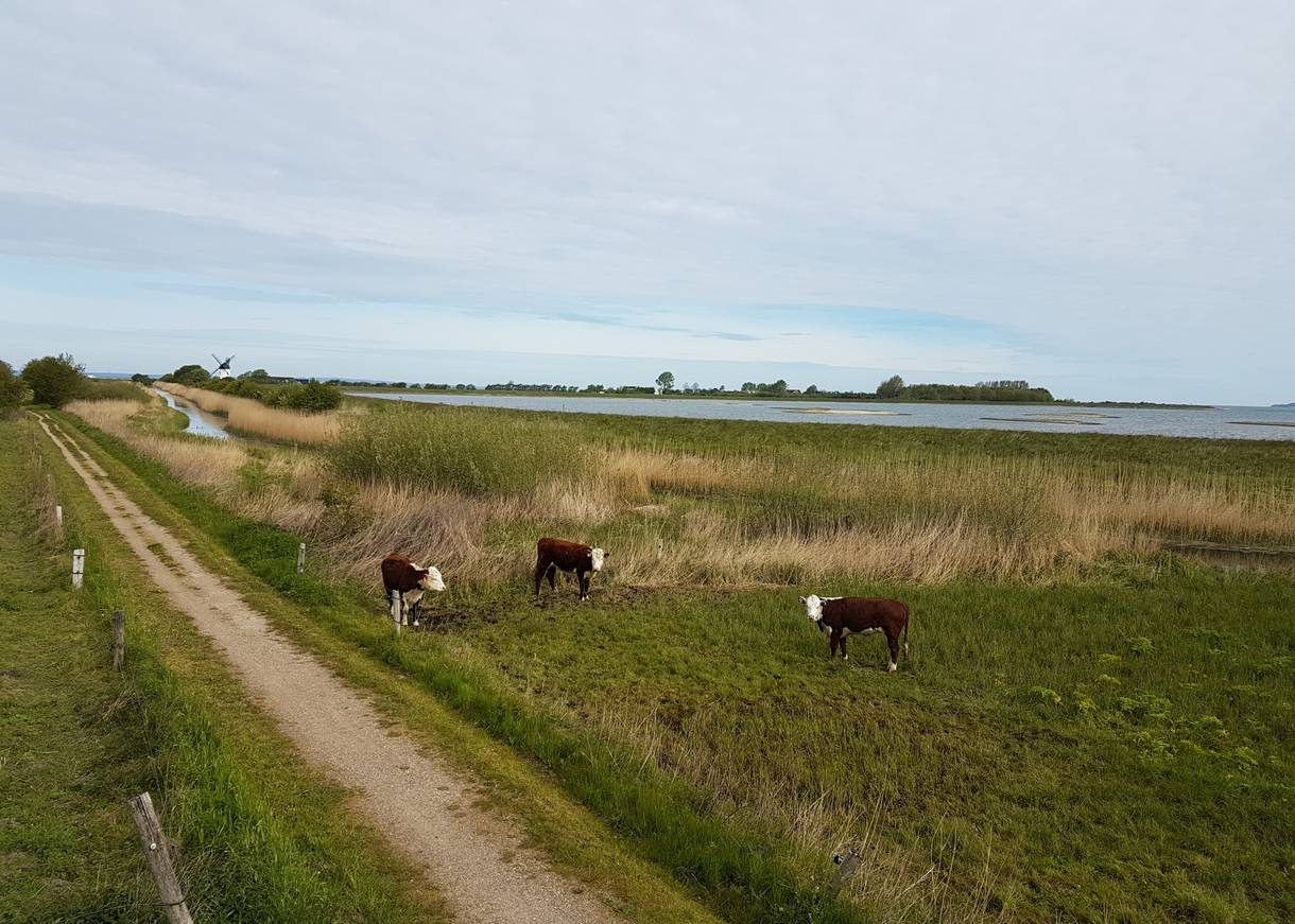 Kühe auf einer Wiese am Wasser