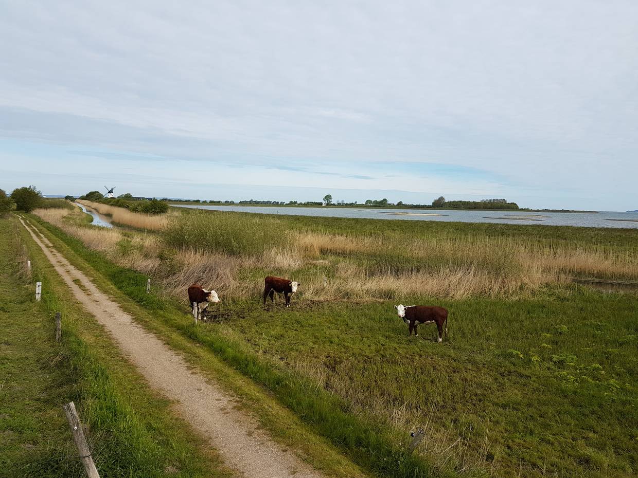 Kühe auf einer Wiese am Wasser