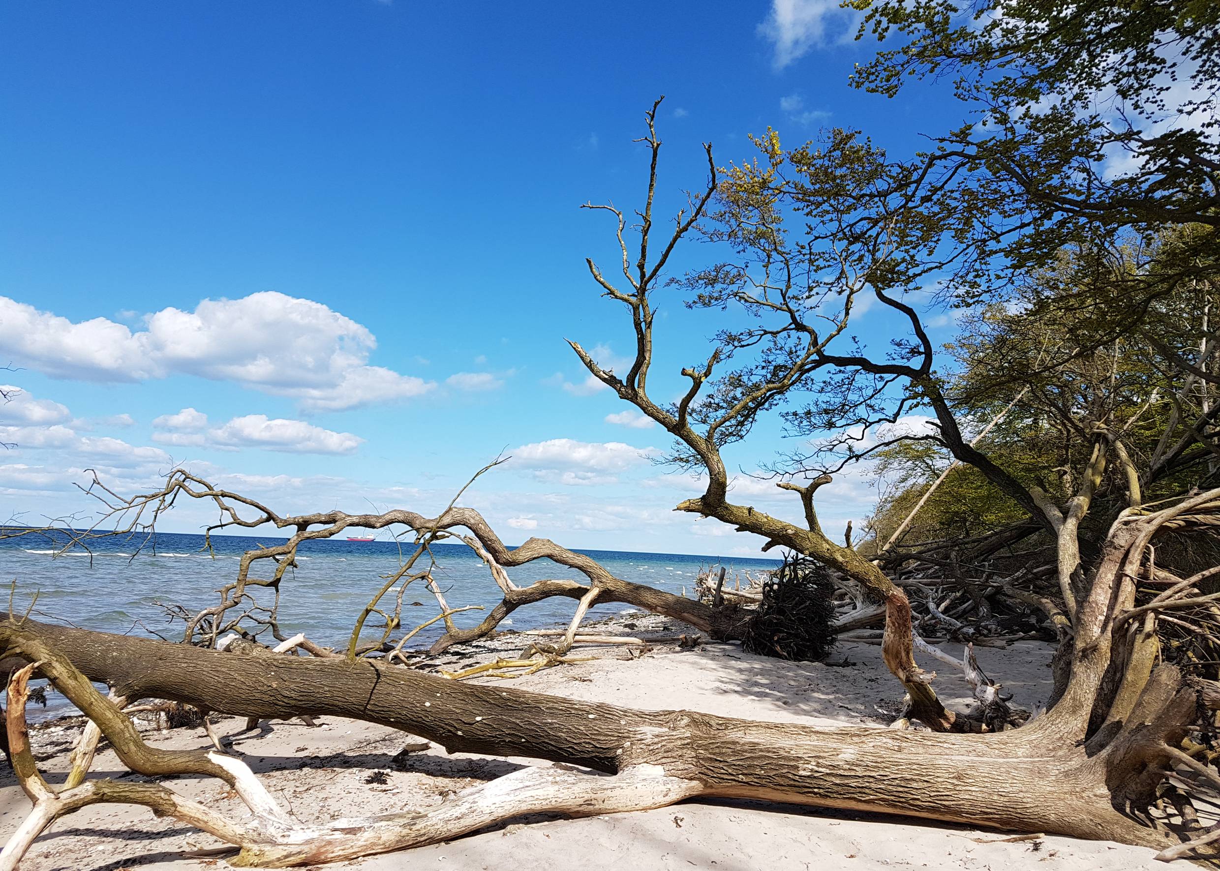 Umgestürzte Baumstämme auf dem Strand