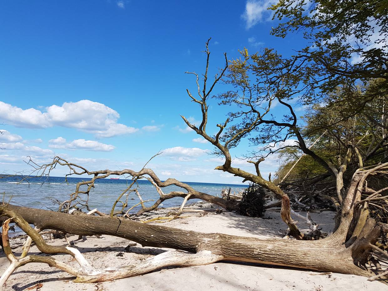 Umgestürzte Baumstämme auf dem Strand