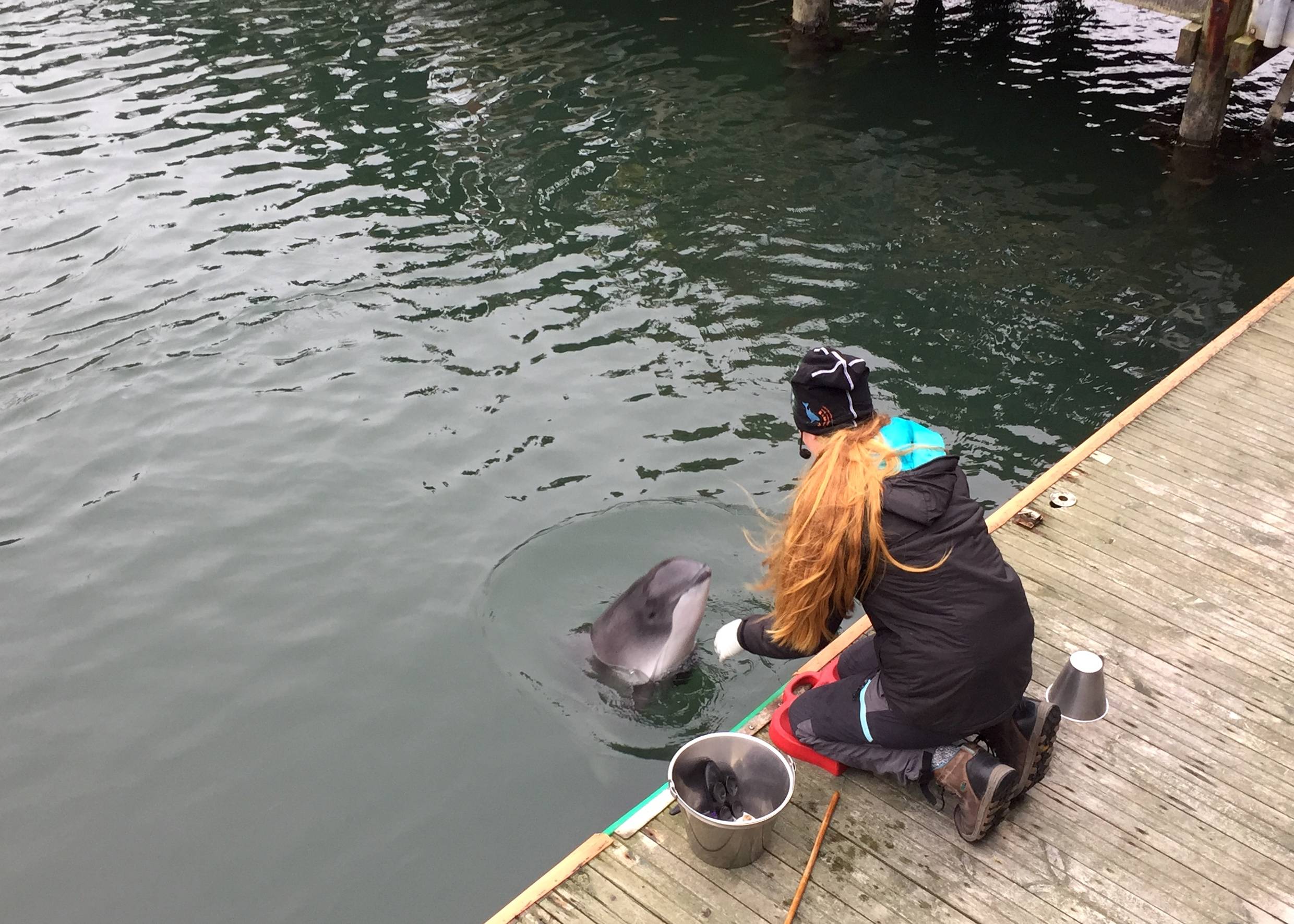 Frau füttert einen Delfin vom Steg