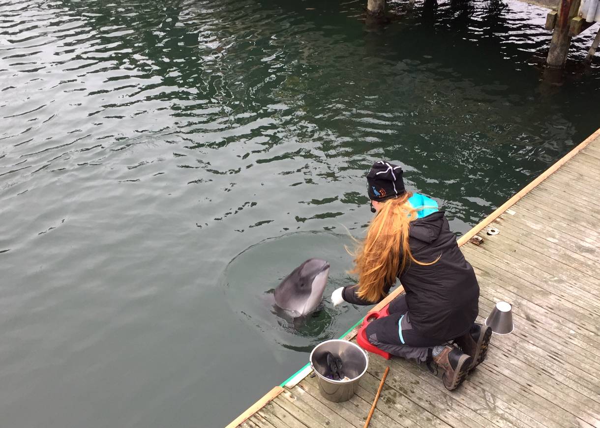 Frau füttert einen Delfin vom Steg
